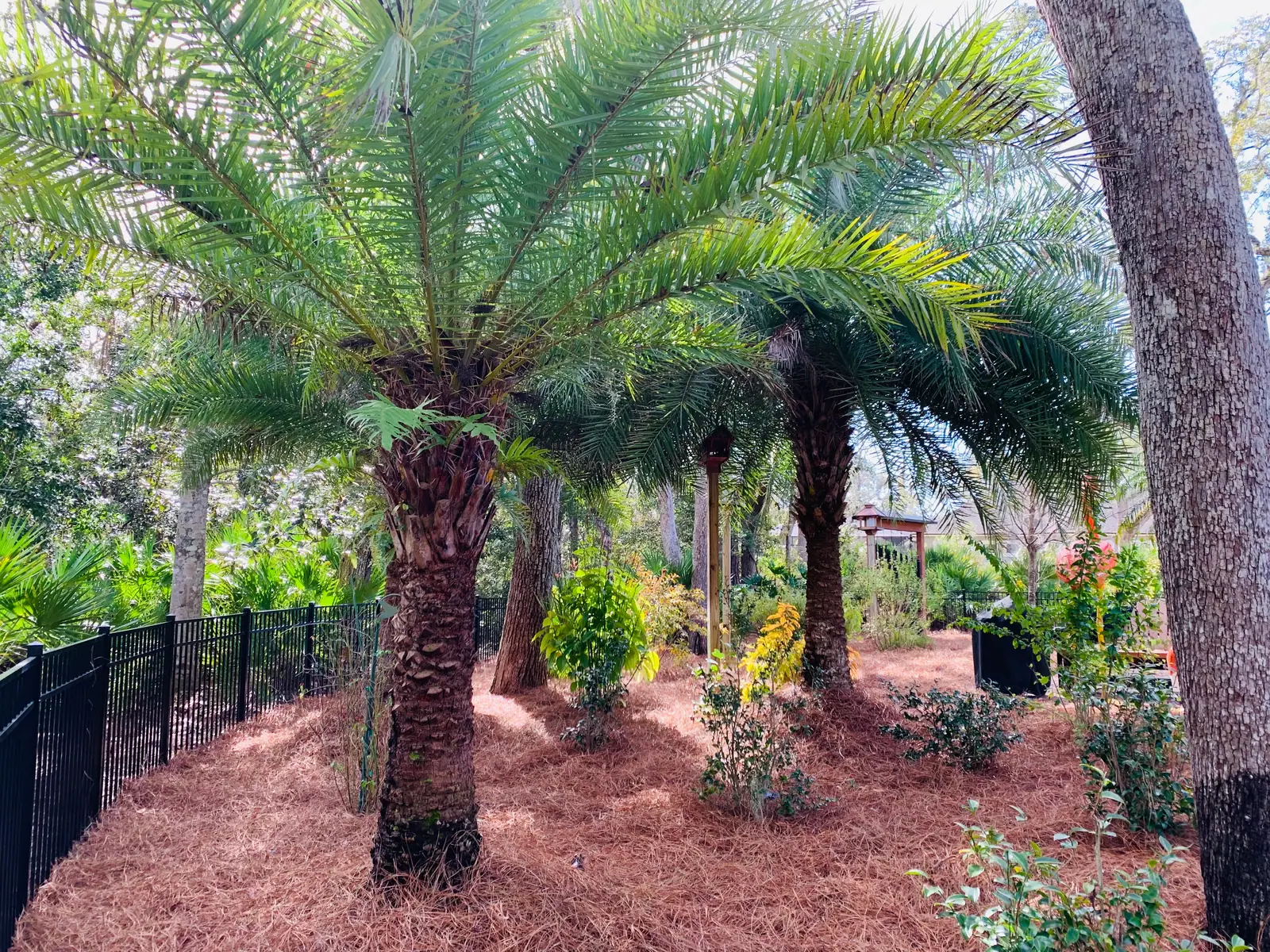 Palms and garden beds mulched with longleaf pinestraw